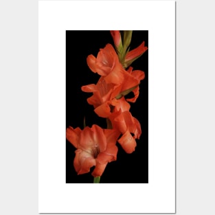 Red Gladioli Posters and Art